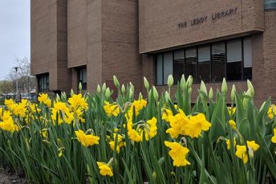 Leddy Library building exterior in the spring with daffodils blooming in the garden.